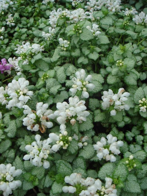 Lamium maculatum 'White Nancy'